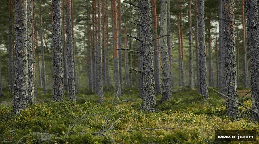 精彩瞬间，尽在体育